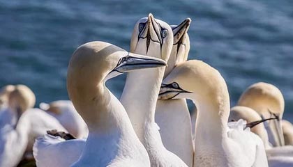 sofascore中文版下载-交易流言汇总：德罗赞或加盟湖人 保罗情定凤凰城？